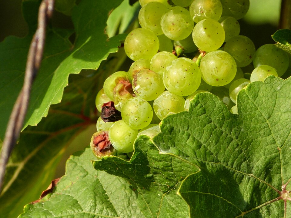 Wine benefit from grapes