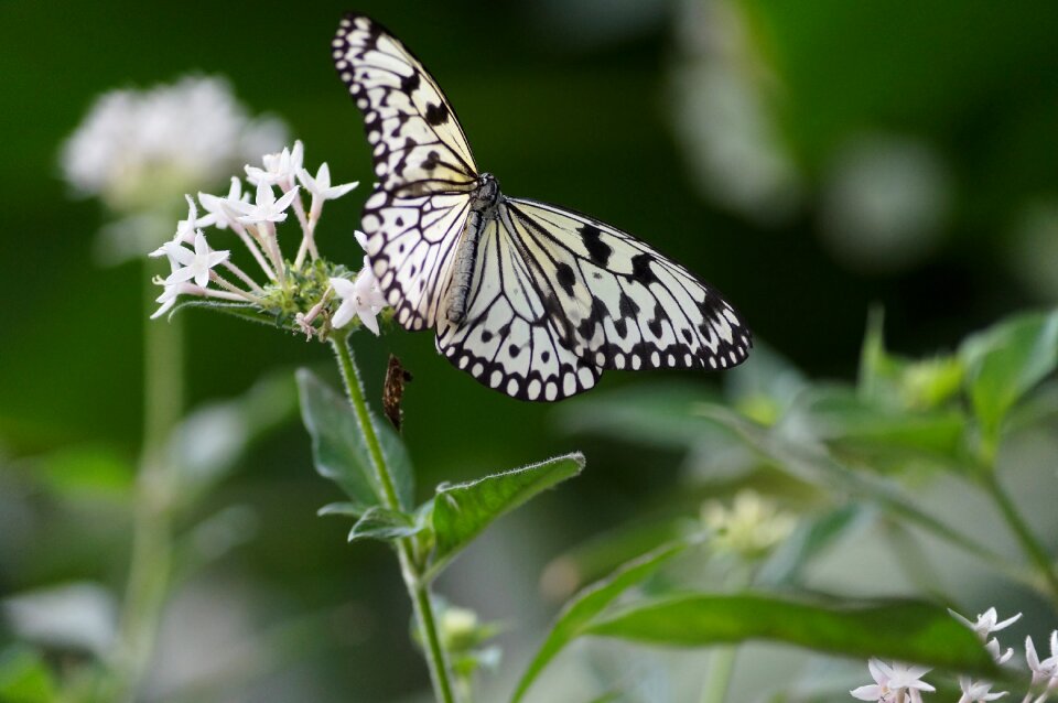 Tropical forage white butterfly