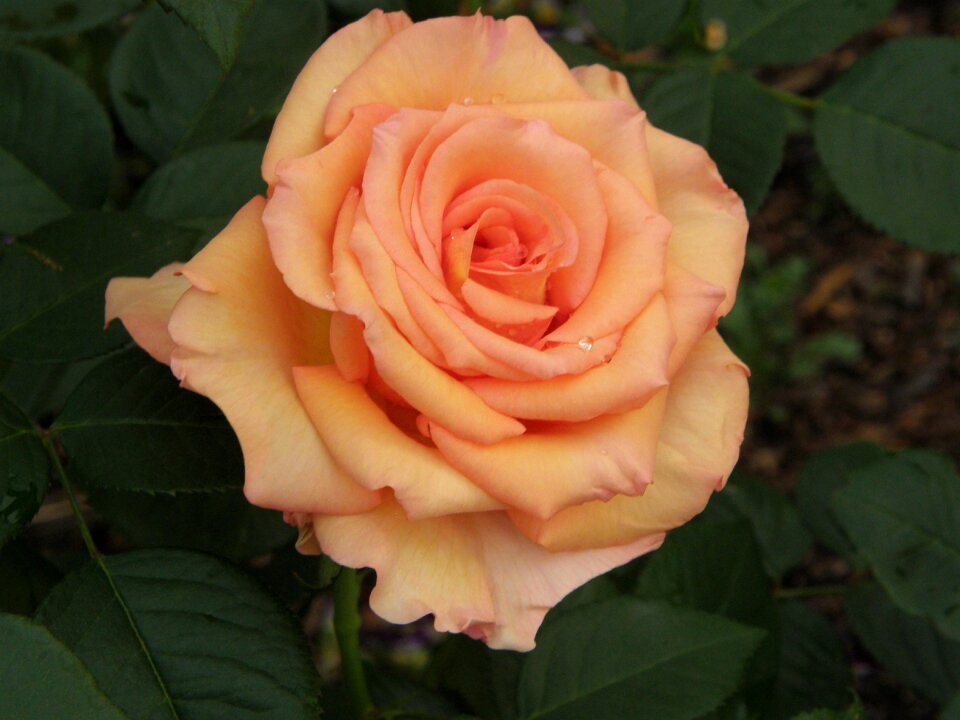 Rose bloom flower