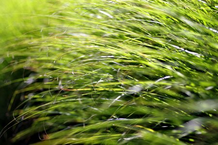 Shrubs decorative green