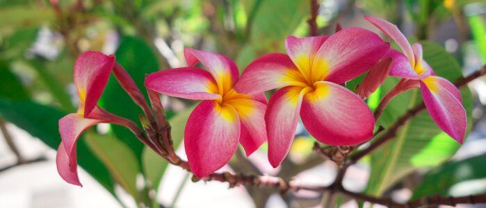 Blossom nature flora