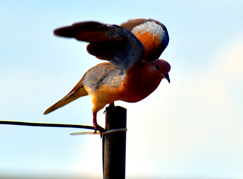 Indian dove bird about to fly