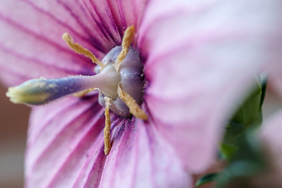 Nature garden upholstery bellflower