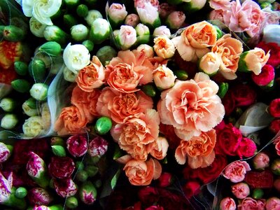 Colorful flower bouquets cut flower multi-colored carnations