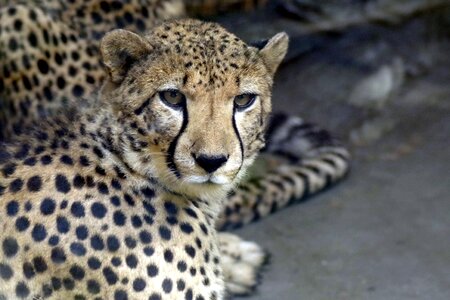 Predator feral cat zoo photo