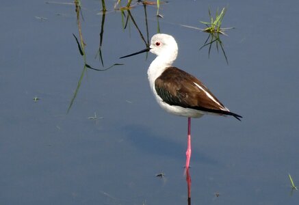 Pied stilt himantopus himantopus long-legged photo