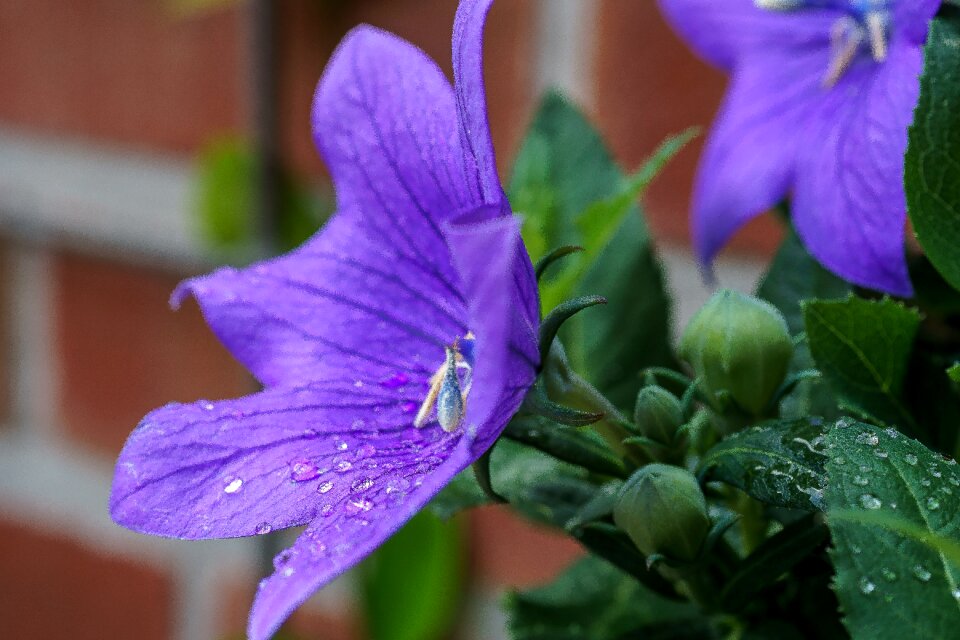 Nature garden upholstery bellflower