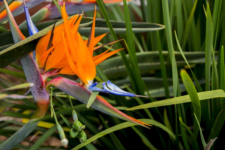 Garden plant flowers