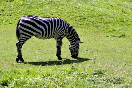 Animal grazing grass