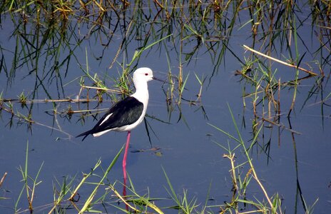 Pied stilt himantopus himantopus long-legged photo