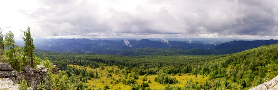 Forest nature panoramic