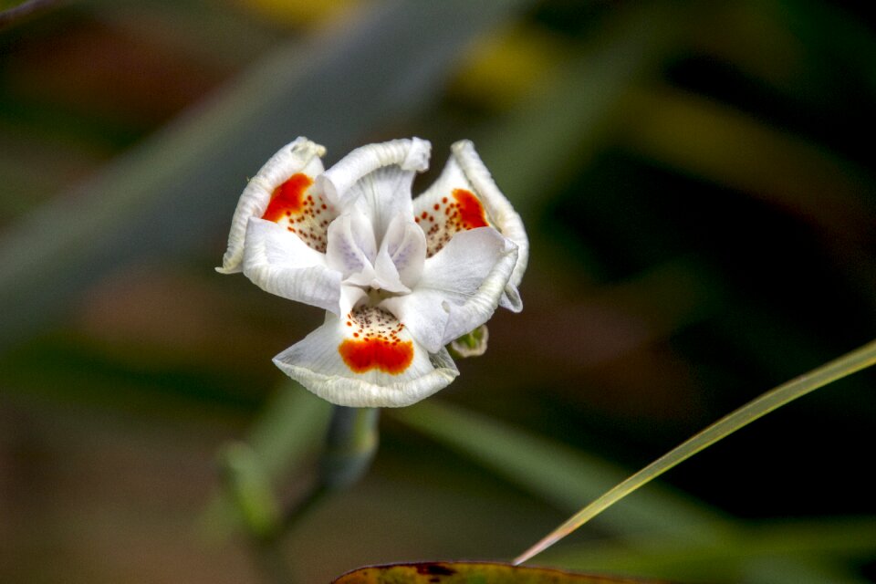 Garden plant flowers
