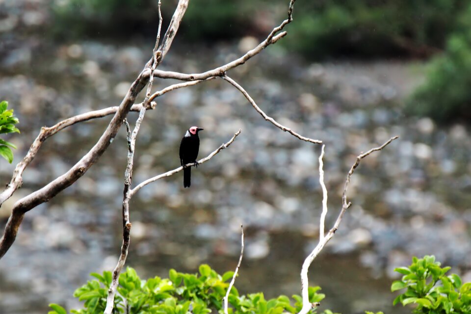 Wildlife environment wild