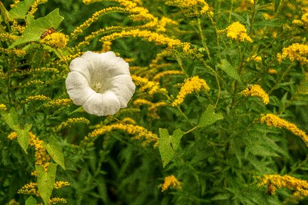 White bellflower close up photo