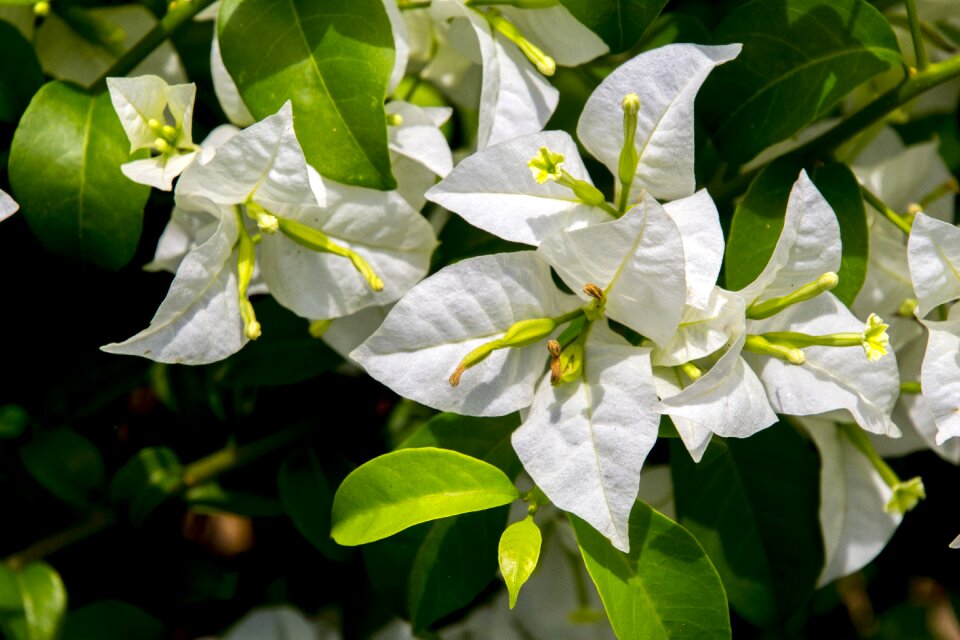 Green garden plant photo