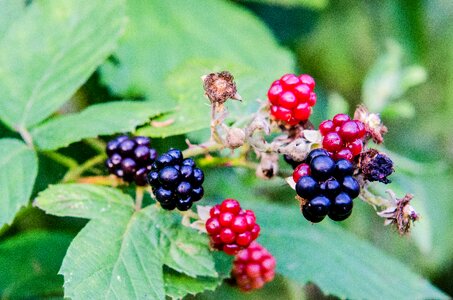 Berry food nature