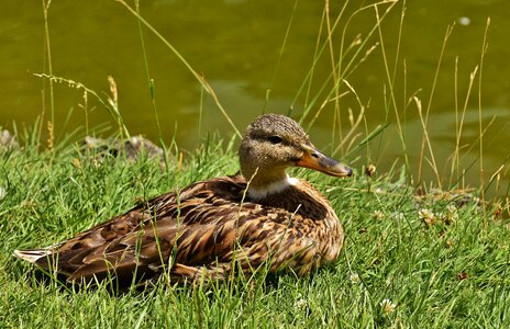 Cute nature water