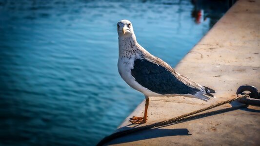 Bird nature ocean photo