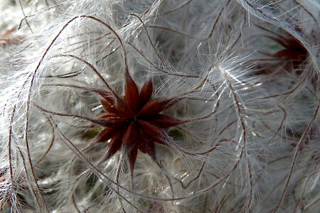 Alpine clematis winter white
