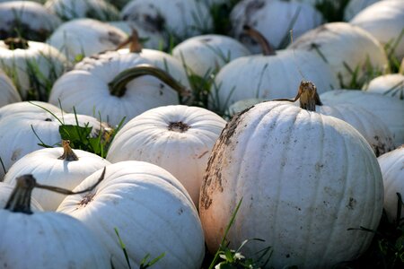 Harvest holiday autumn photo