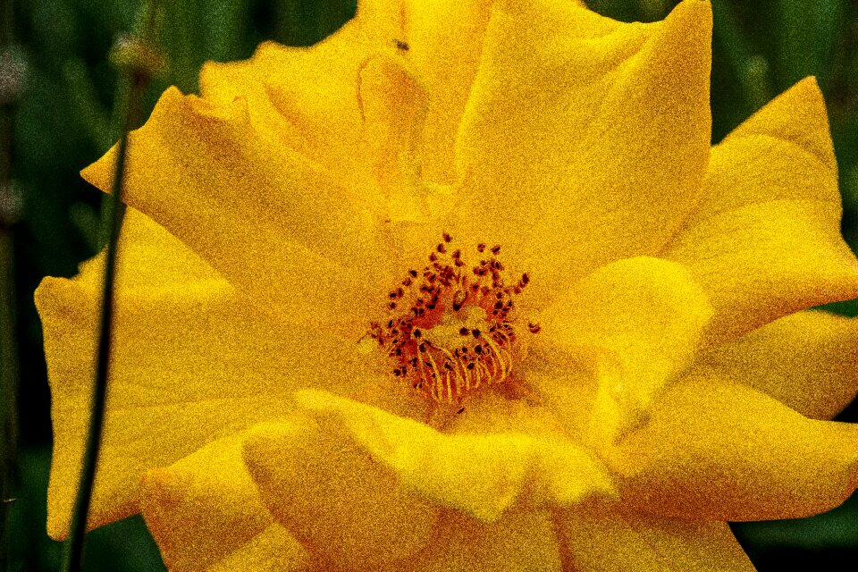 Petals rose blooms yellow roses photo