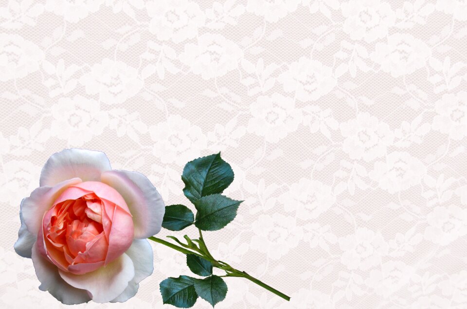 Rose flower decoration