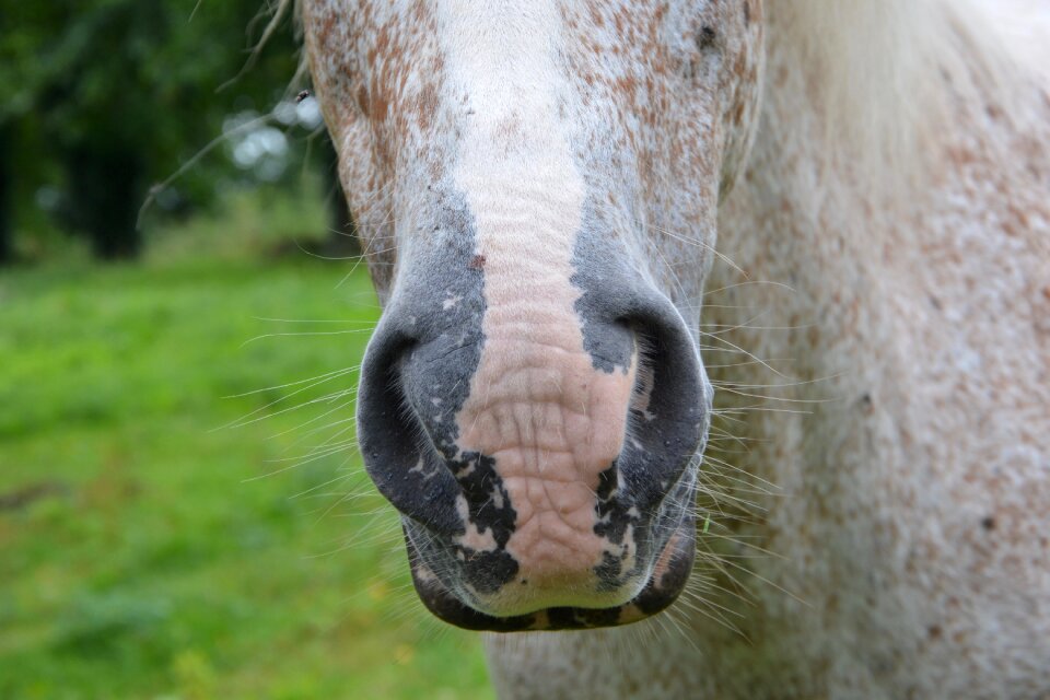 Snout equine nostrils strong