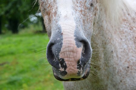 Snout equine nostrils strong photo