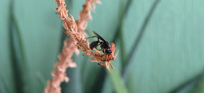 Insect wasp armenia photo