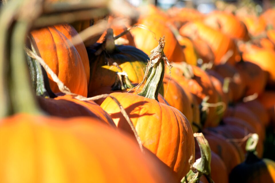 Autumn season orange photo