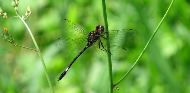 Dragonfly macro nature armenia