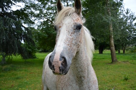 Equine animal neigh photo