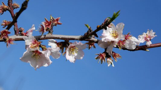 Branch almond tree tree photo