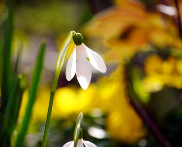 Winter linge flower nature photo