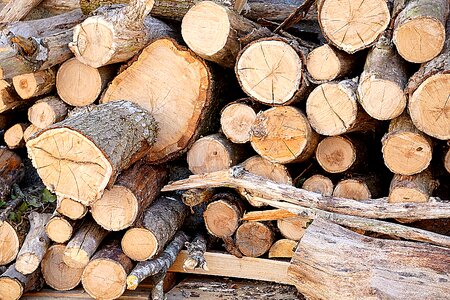 Trunk cut fall