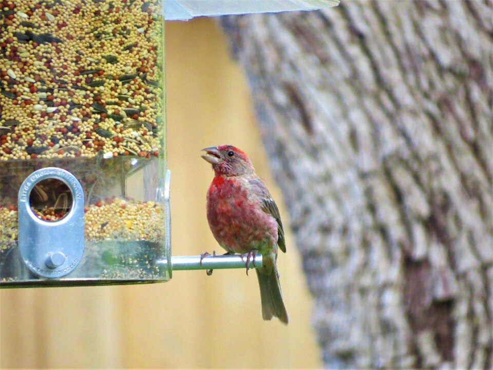 Colorful wildlife bird feeder