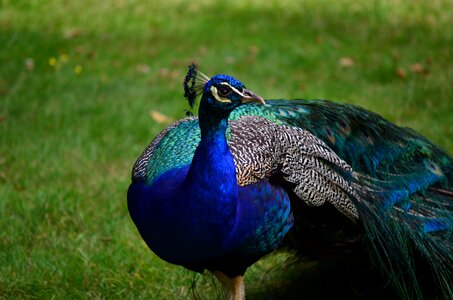 Peacock nature wildlife photo
