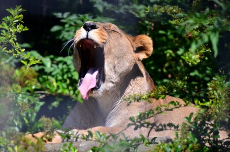 Mammal outdoors lion photo