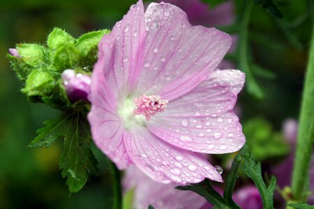 Nature plant pink mallow photo