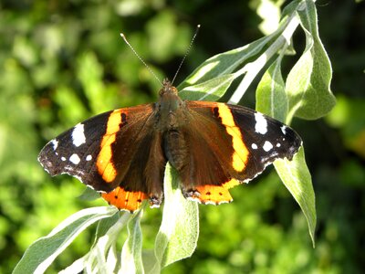 Papillon nature garden photo