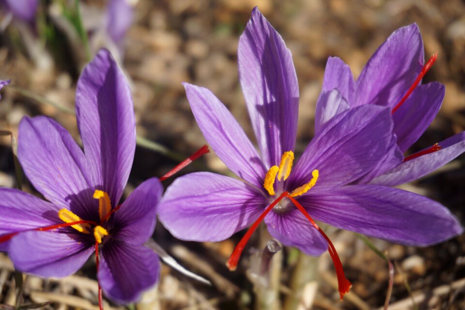 Flowers of saffron fall spice