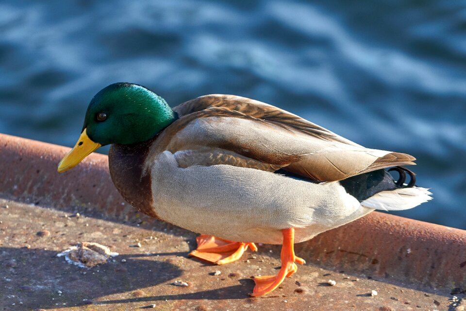 Water bird nature close up