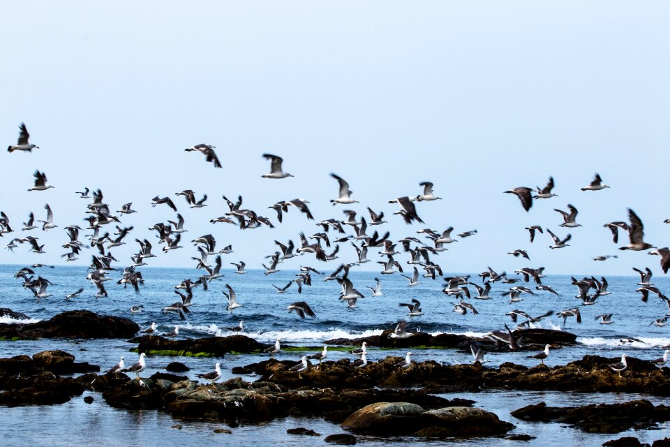 Homigot sea seagulls