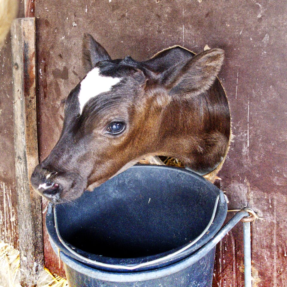 Livestock stall agriculture