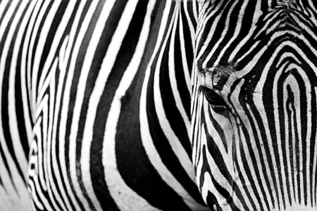Stripes sophisticated lines photo