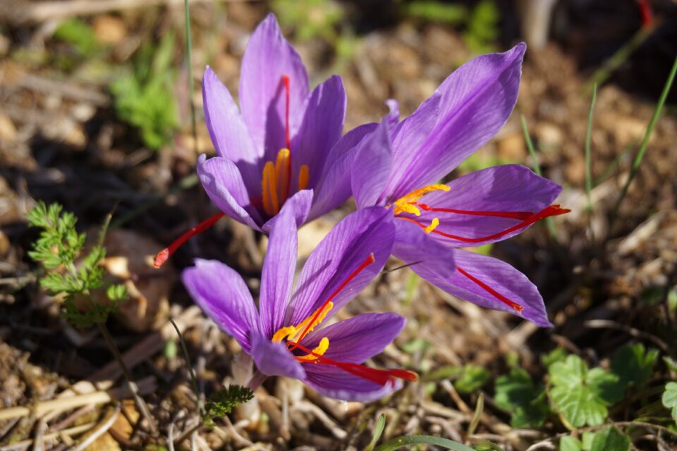 Flowers of saffron fall spice
