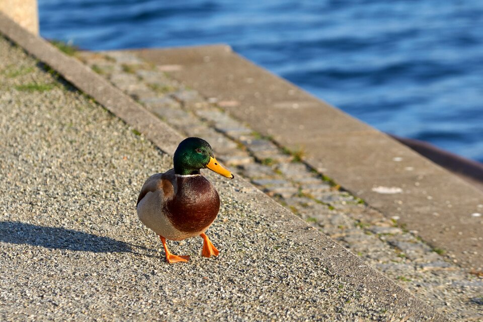 Water bird nature close up