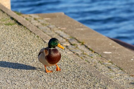 Water bird nature close up photo