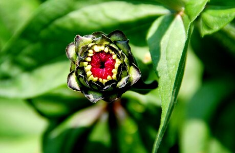 Close garden macro