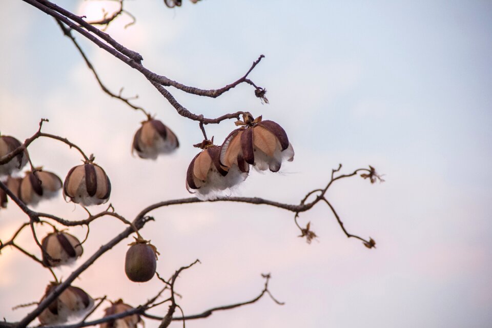 Nature winter tree